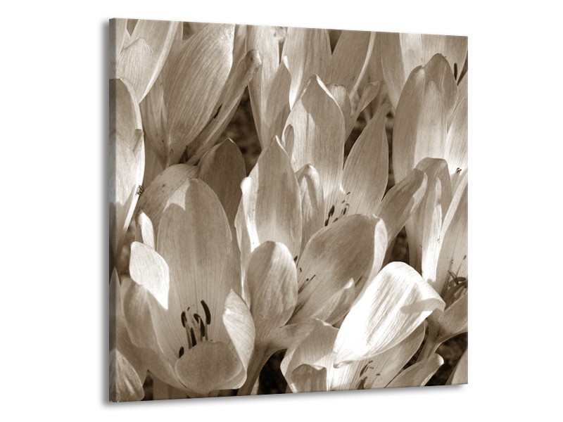 Glasschilderij Bloemen, Krokus | Sepia | 70x70cm 1Luik