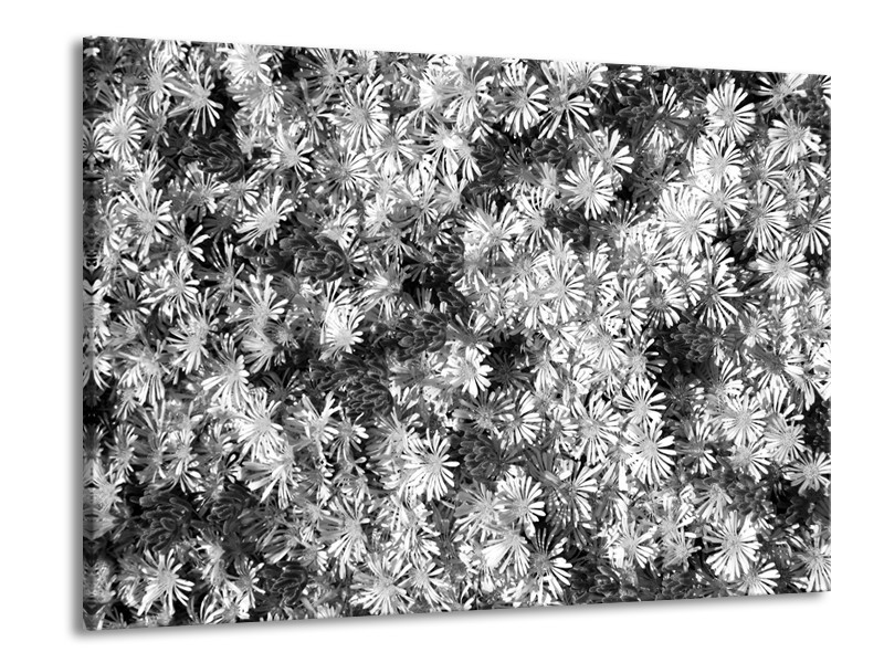 Glasschilderij Bloemen | Zwart, Wit, Grijs | 100x70cm 1Luik