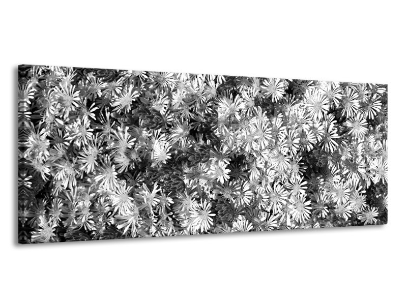 Glasschilderij Bloemen | Zwart, Wit, Grijs | 145x58cm 1Luik