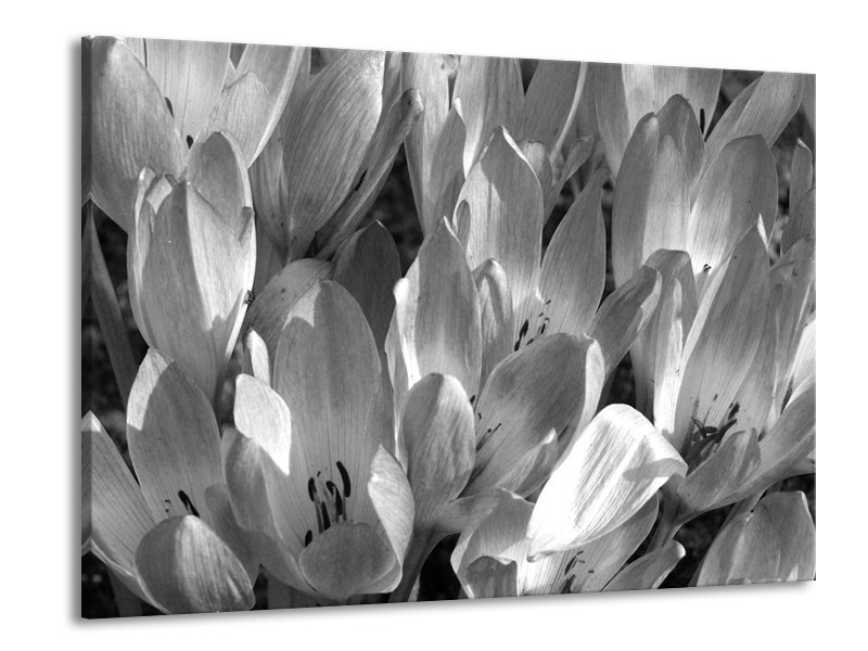 Canvas Schilderij Bloemen, Krokus | Zwart, Grijs | 100x70cm 1Luik