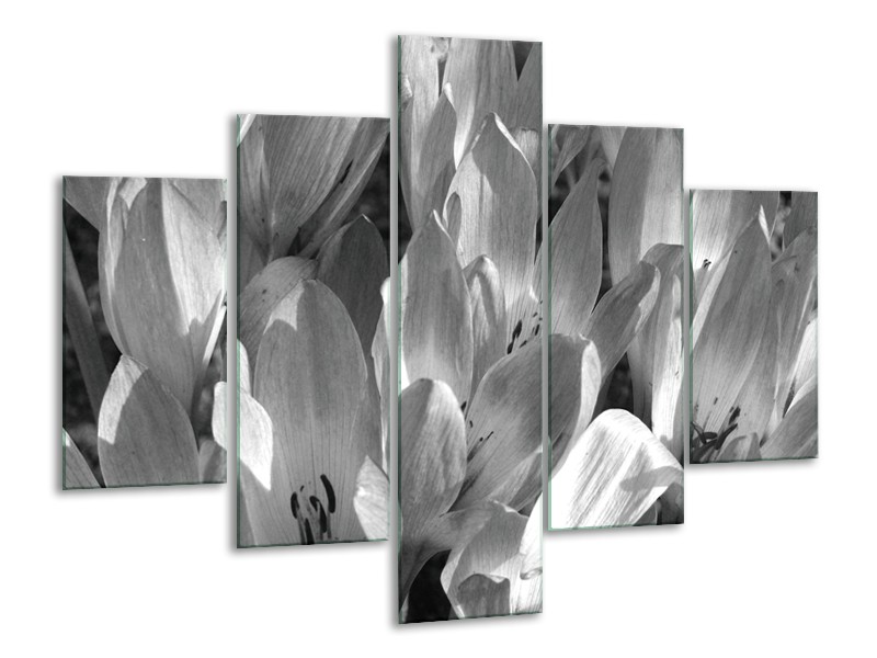 Glasschilderij Bloemen, Krokus | Zwart, Grijs | 100x70cm 5Luik