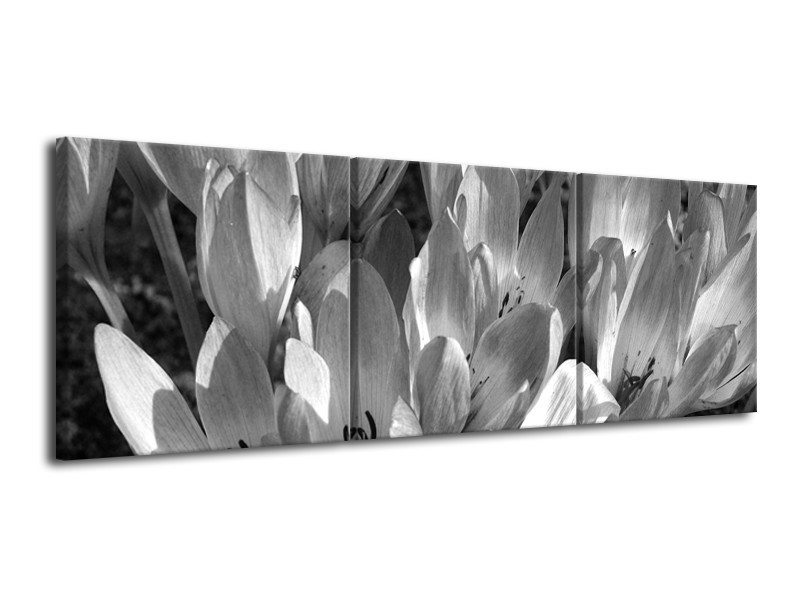 Canvas Schilderij Bloemen, Krokus | Zwart, Grijs | 120x40cm 3Luik