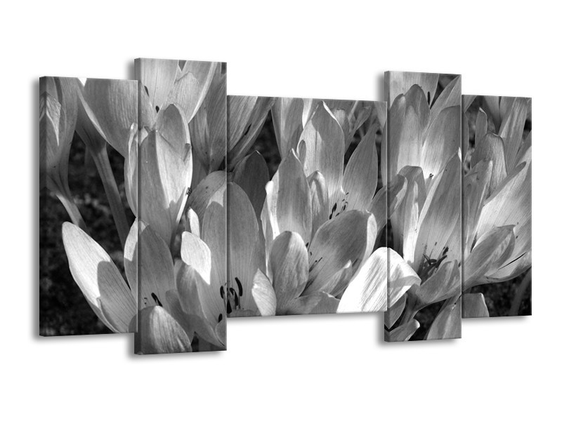 Glasschilderij Bloemen, Krokus | Zwart, Grijs | 120x65cm 5Luik