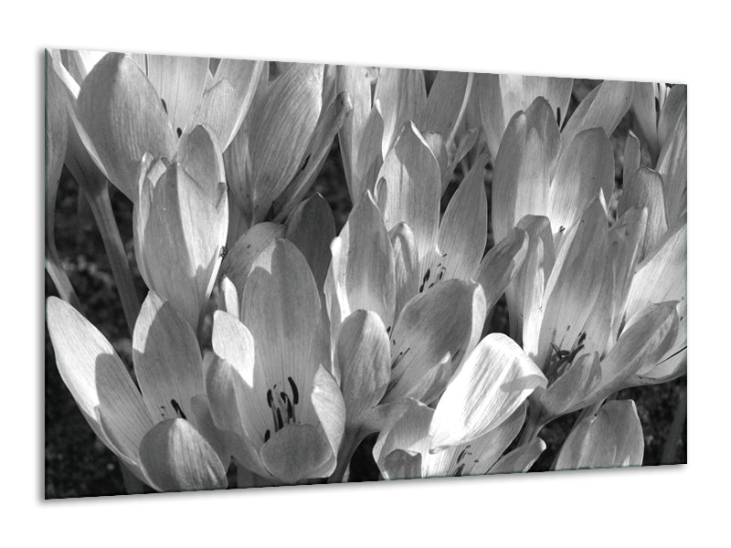 Canvas Schilderij Bloemen, Krokus | Zwart, Grijs | 120x70cm 1Luik