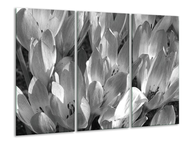 Glasschilderij Bloemen, Krokus | Zwart, Grijs | 120x80cm 3Luik