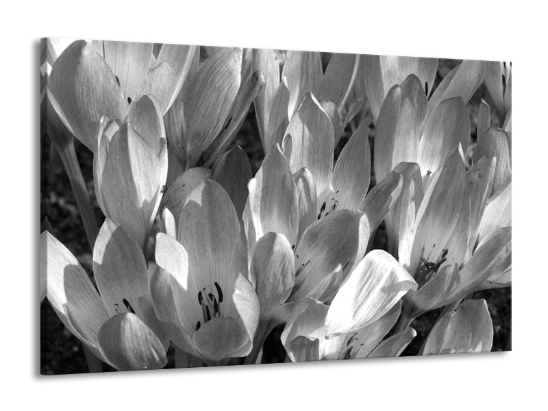 Glasschilderij Bloemen, Krokus | Zwart, Grijs | 140x90cm 1Luik