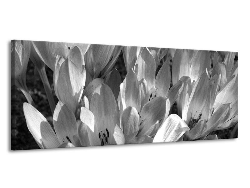 Canvas Schilderij Bloemen, Krokus | Zwart, Grijs | 145x58cm 1Luik