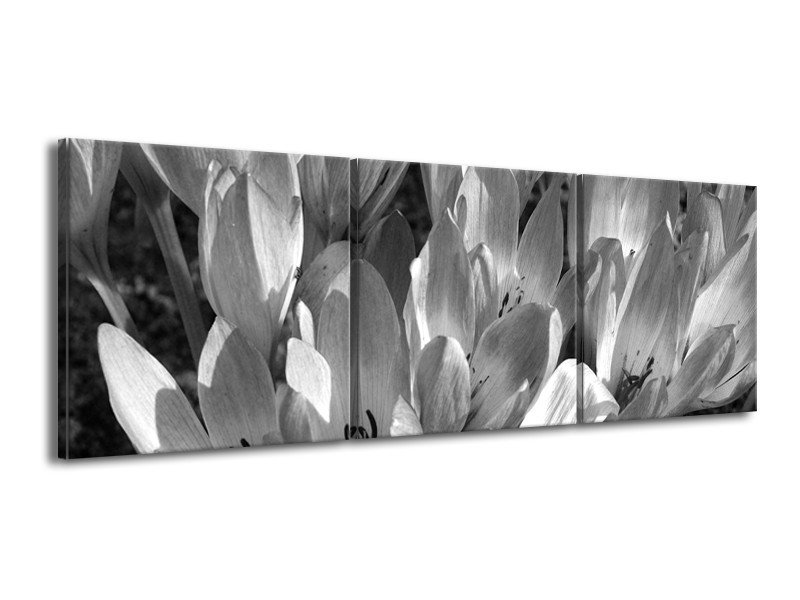 Canvas Schilderij Bloemen, Krokus | Zwart, Grijs | 150x50cm 3Luik