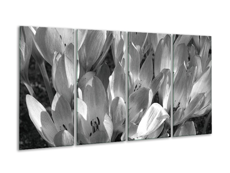 Glasschilderij Bloemen, Krokus | Zwart, Grijs | 160x80cm 4Luik