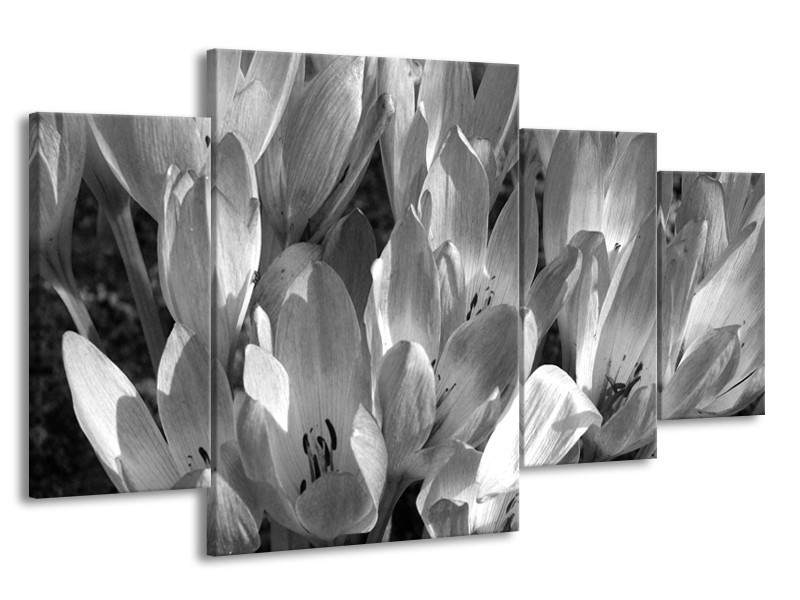 Canvas Schilderij Bloemen, Krokus | Zwart, Grijs | 160x90cm 4Luik