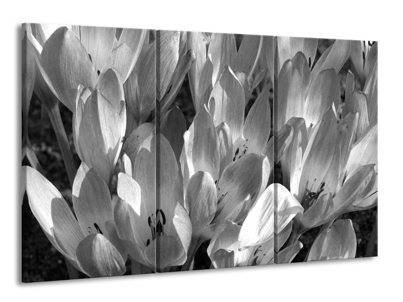 Canvas Schilderij Bloemen, Krokus | Zwart, Grijs | 165x100cm 3Luik