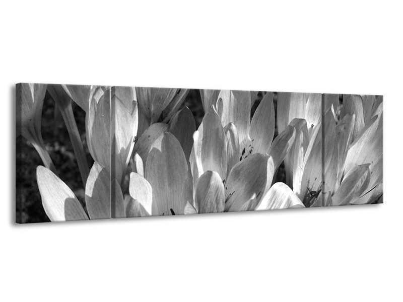 Glasschilderij Bloemen, Krokus | Zwart, Grijs | 170x50cm 3Luik