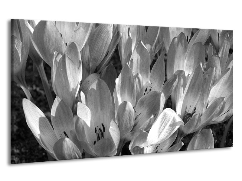 Canvas Schilderij Bloemen, Krokus | Zwart, Grijs | 190x100cm 1Luik