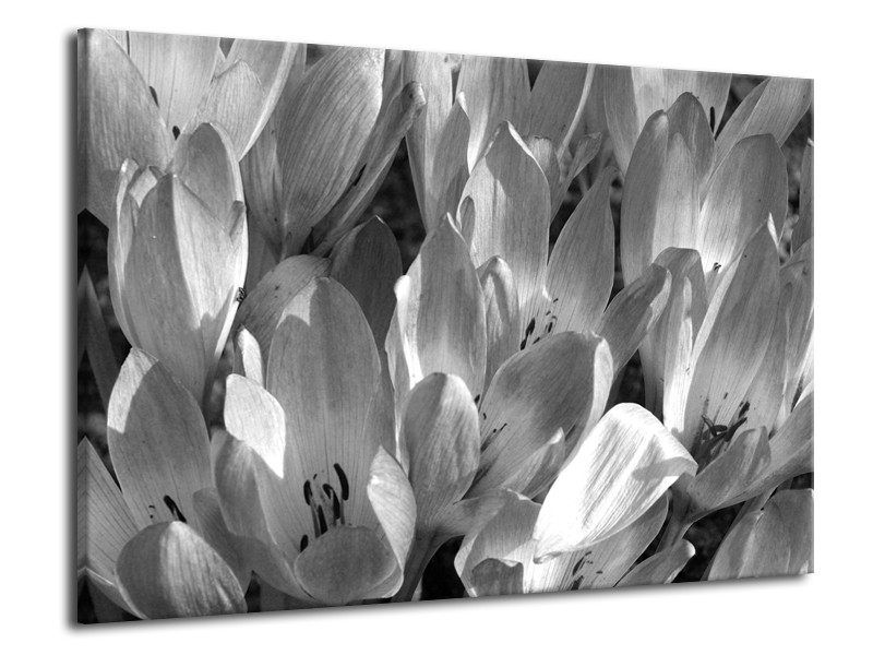 Canvas Schilderij Bloemen, Krokus | Zwart, Grijs | 70x50cm 1Luik