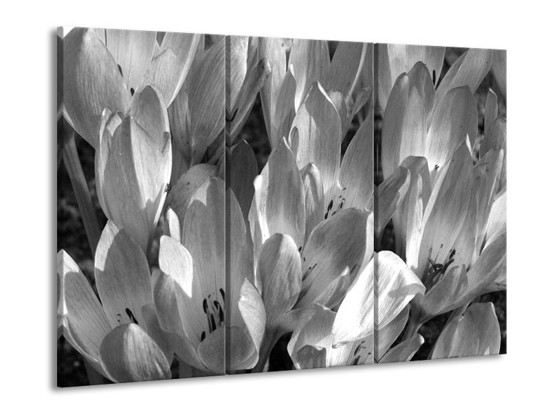 Canvas Schilderij Bloemen, Krokus | Zwart, Grijs | 60x90cm 3Luik