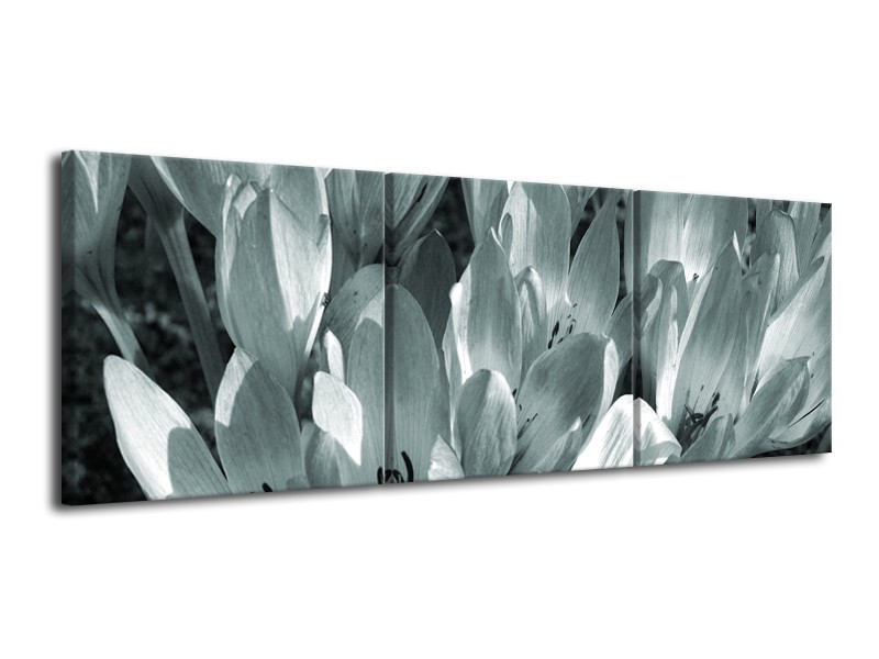 Canvas Schilderij Bloemen, Krokus | Grijs, Groen | 120x40cm 3Luik