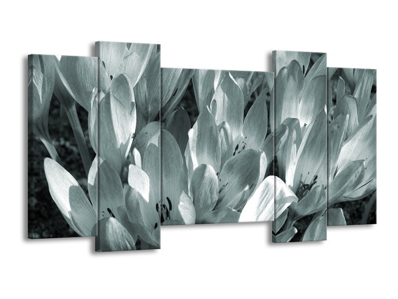 Glasschilderij Bloemen, Krokus | Grijs, Groen | 120x65cm 5Luik