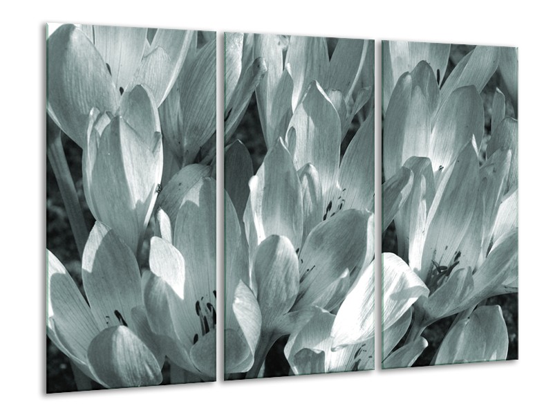 Canvas Schilderij Bloemen, Krokus | Grijs, Groen | 120x80cm 3Luik