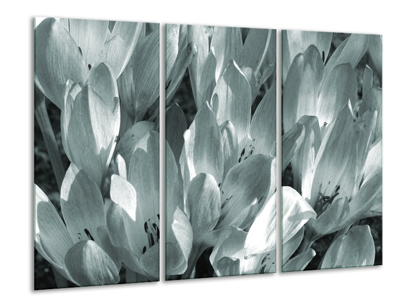 Glasschilderij Bloemen, Krokus | Grijs, Groen | 120x80cm 3Luik