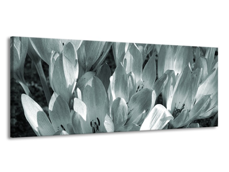 Glasschilderij Bloemen, Krokus | Grijs, Groen | 145x58cm 1Luik