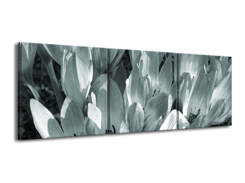 Glasschilderij Bloemen, Krokus | Grijs, Groen | 150x50cm 3Luik