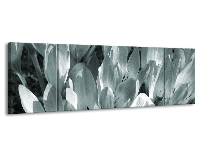 Glasschilderij Bloemen, Krokus | Grijs, Groen | 170x50cm 3Luik