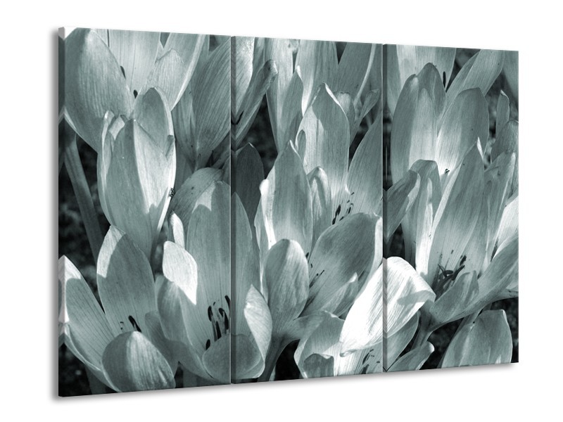 Glasschilderij Bloemen, Krokus | Grijs, Groen | 60x90cm 3Luik