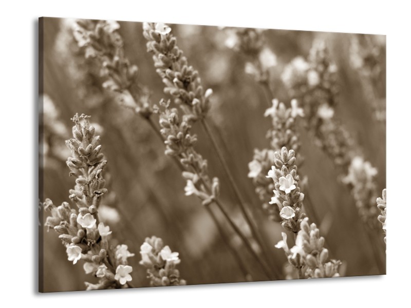 Glasschilderij Bloemen, Lente | Sepia | 100x70cm 1Luik