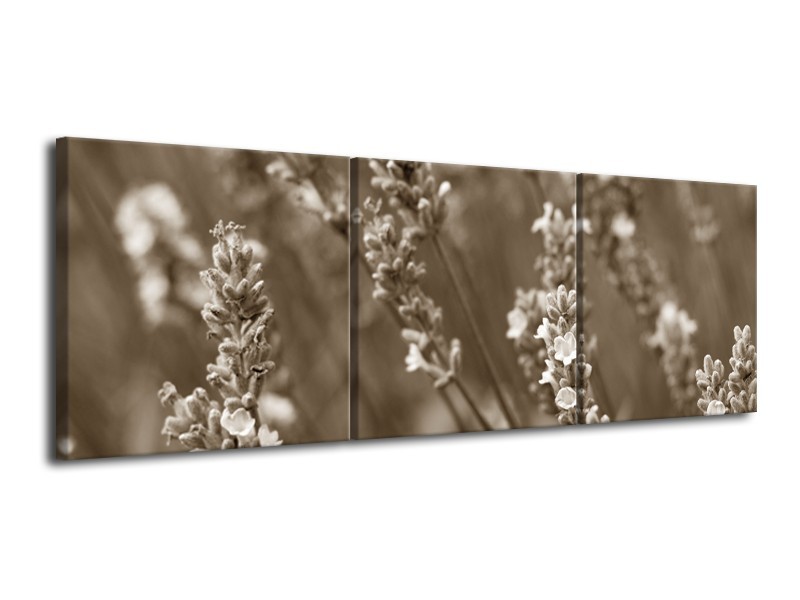 Glasschilderij Bloemen, Lente | Sepia | 120x40cm 3Luik