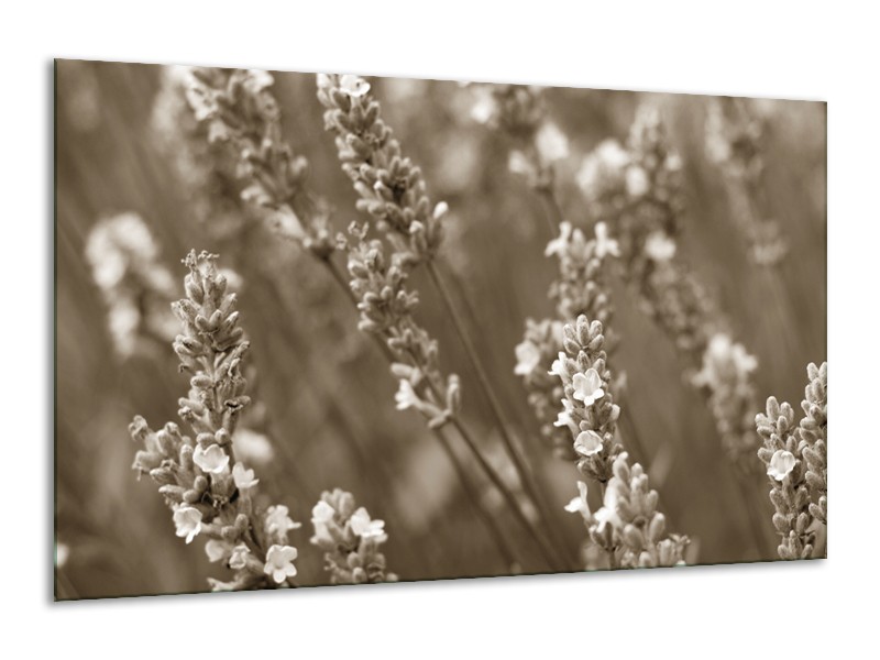 Glasschilderij Bloemen, Lente | Sepia | 120x70cm 1Luik