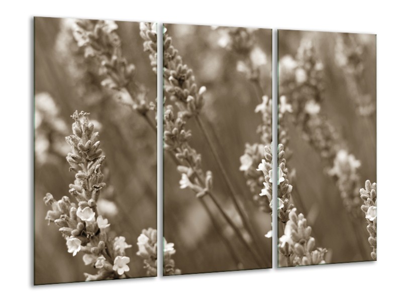 Glasschilderij Bloemen, Lente | Sepia | 120x80cm 3Luik