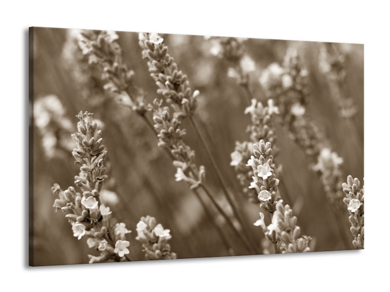 Glasschilderij Bloemen, Lente | Sepia | 140x90cm 1Luik