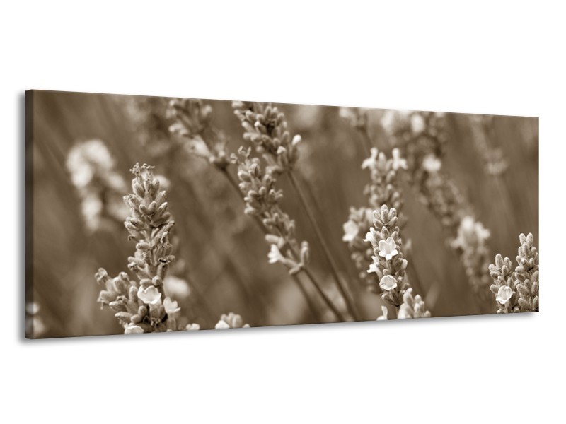 Glasschilderij Bloemen, Lente | Sepia | 145x58cm 1Luik