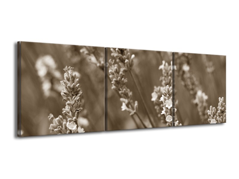 Glasschilderij Bloemen, Lente | Sepia | 150x50cm 3Luik