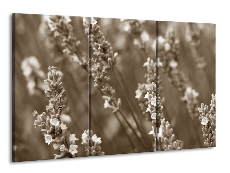 Glasschilderij Bloemen, Lente | Sepia | 165x100cm 3Luik