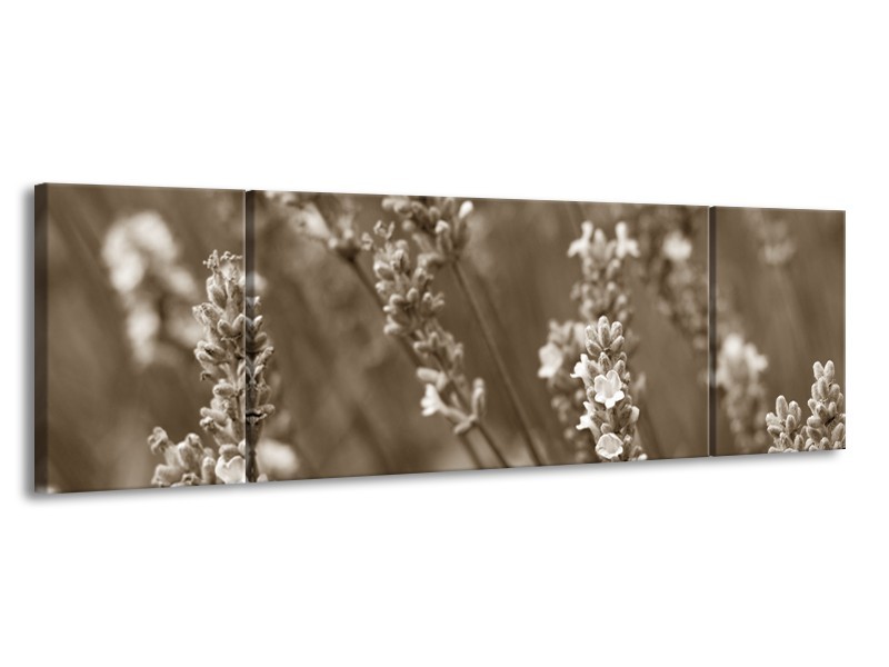 Glasschilderij Bloemen, Lente | Sepia | 170x50cm 3Luik