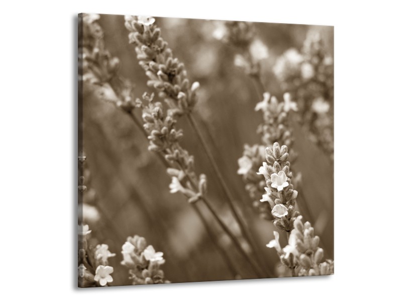 Glasschilderij Bloemen, Lente | Sepia | 50x50cm 1Luik