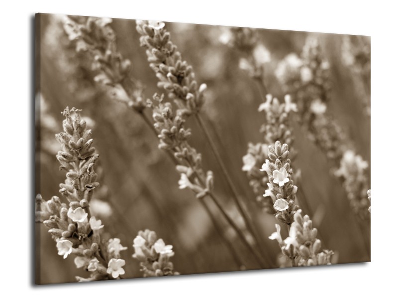 Canvas Schilderij Bloemen, Lente | Sepia | 70x50cm 1Luik