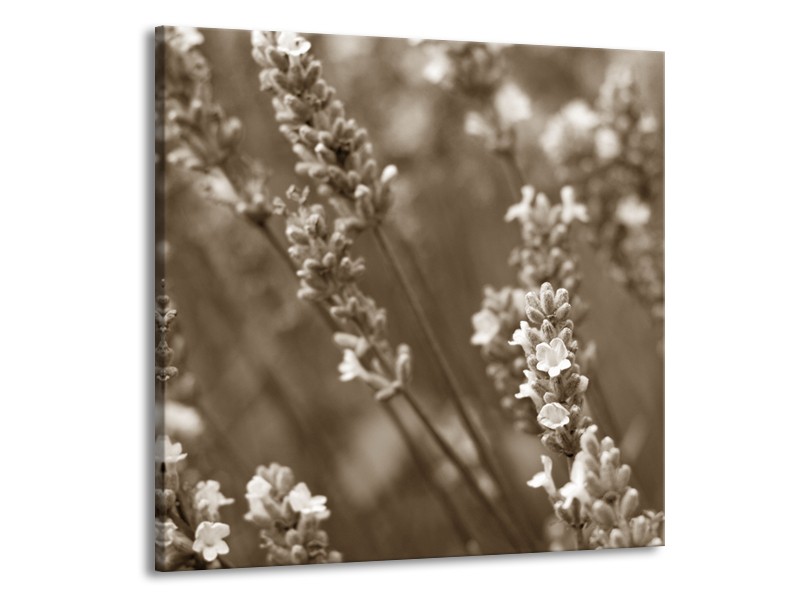 Glasschilderij Bloemen, Lente | Sepia | 70x70cm 1Luik