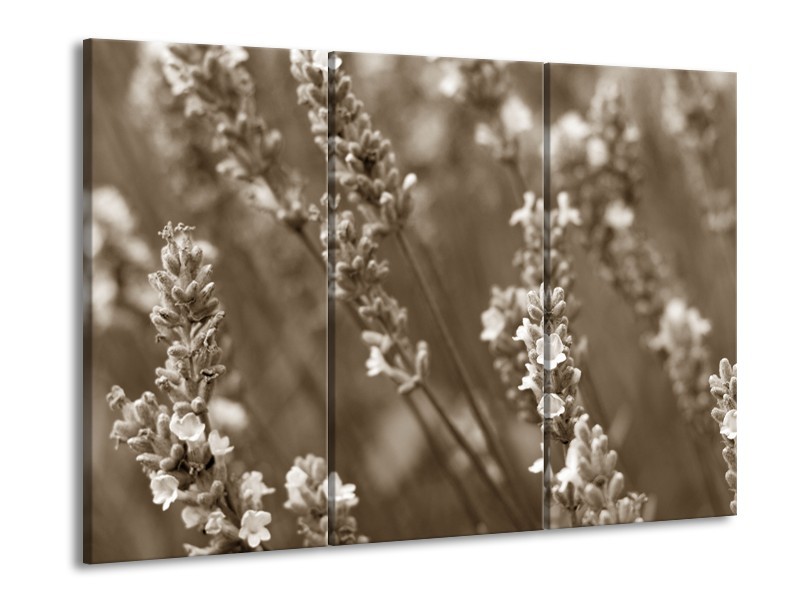 Glasschilderij Bloemen, Lente | Sepia | 60x90cm 3Luik