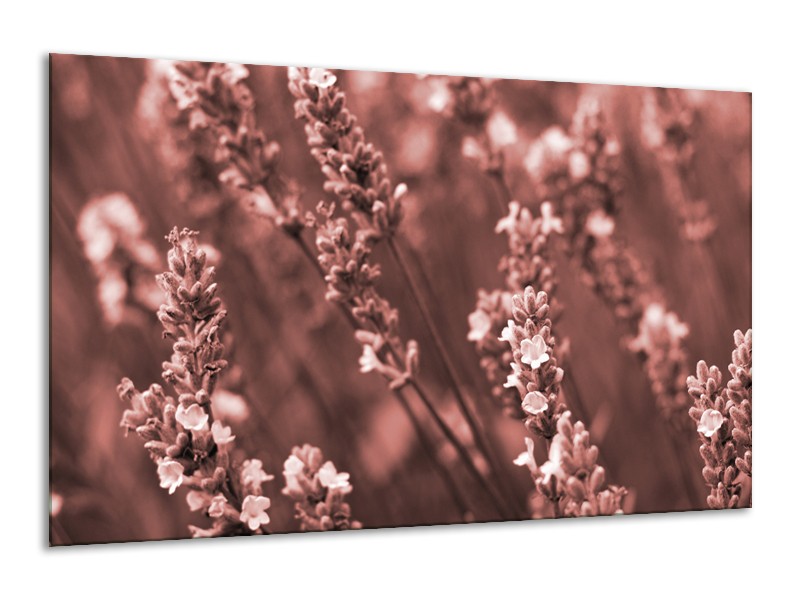 Glasschilderij Bloemen, Lente | Bruin, Rood | 120x70cm 1Luik