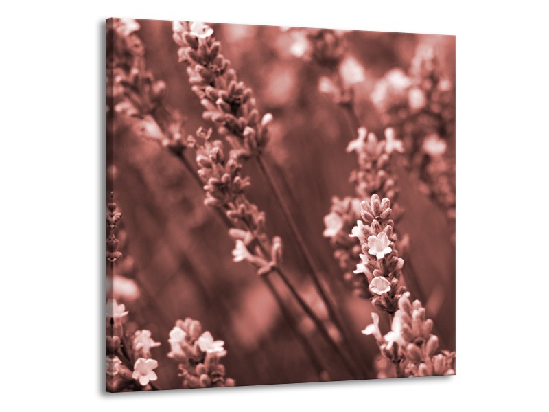 Glasschilderij Bloemen, Lente | Bruin, Rood | 70x70cm 1Luik