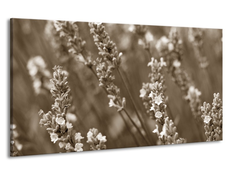 Canvas Schilderij Bloemen, Lente | Sepia | 190x100cm 1Luik