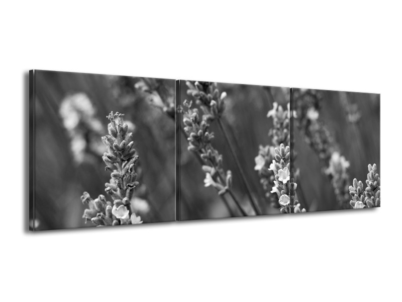 Glasschilderij Bloemen, Lente | Zwart, Grijs, Wit | 150x50cm 3Luik