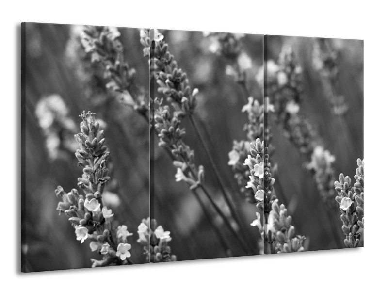 Glasschilderij Bloemen, Lente | Zwart, Grijs, Wit | 165x100cm 3Luik