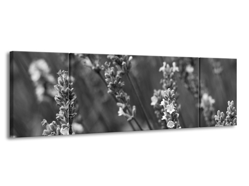 Glasschilderij Bloemen, Lente | Zwart, Grijs, Wit | 170x50cm 3Luik