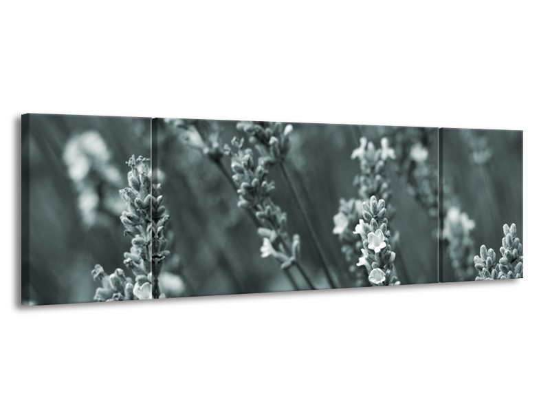 Glasschilderij Bloemen, Lente | Grijs, Groen | 170x50cm 3Luik