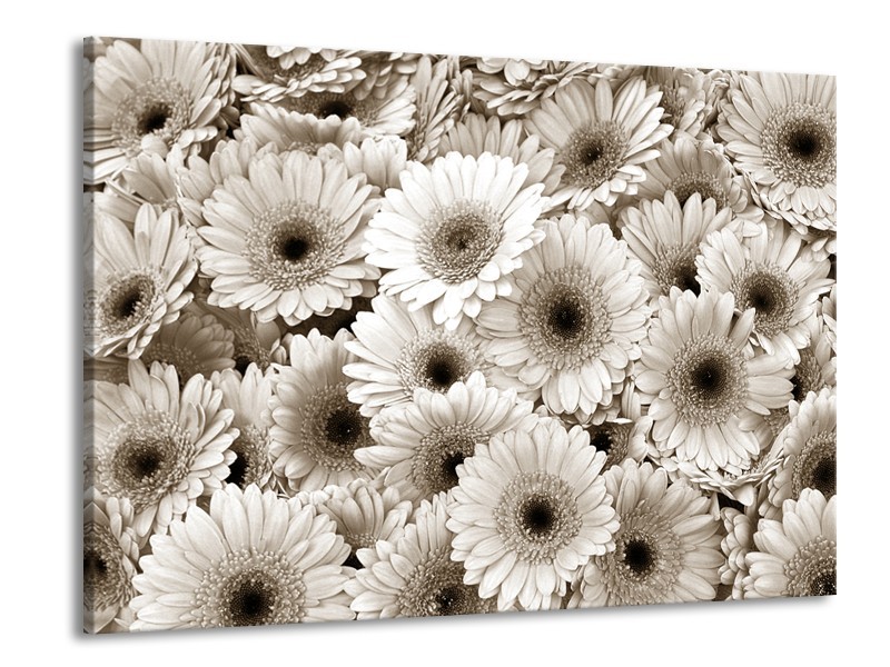 Canvas Schilderij Gerbera, Bloemen | Sepia | 100x70cm 1Luik