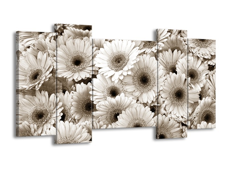 Glasschilderij Gerbera, Bloemen | Sepia | 120x65cm 5Luik