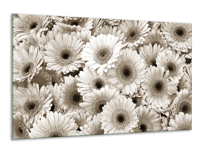 Glasschilderij Gerbera, Bloemen | Sepia | 120x70cm 1Luik